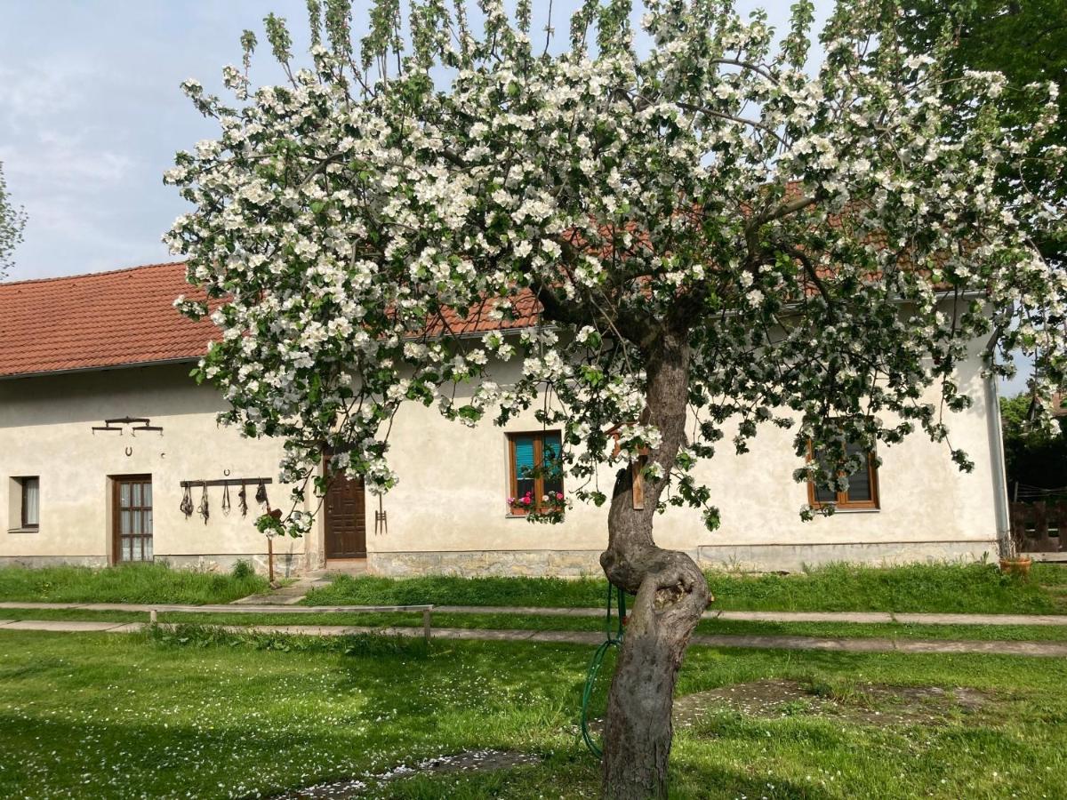 Prijemny Apartman Se Zahradou Ostresany Exterior photo